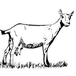 Dessin à colorier: Chèvre (Animaux) #2478 - Coloriages à imprimer