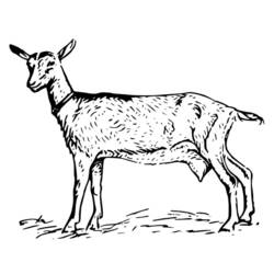 Dessin à colorier: Chèvre (Animaux) #2508 - Coloriages à Imprimer Gratuits