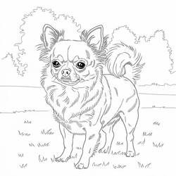 Dessin à colorier: Chihuahua (Animaux) #219791 - Coloriages à Imprimer Gratuits
