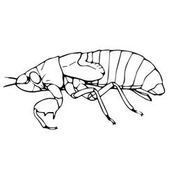 Dessin à colorier: Cigale (Animaux) #187697 - Coloriages à Imprimer Gratuits