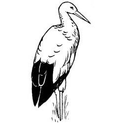 Dessin à colorier: Cigogne (Animaux) #185253 - Coloriages à Imprimer Gratuits
