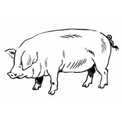 Dessin à colorier: Cochon (Animaux) #3596 - Coloriages à Imprimer