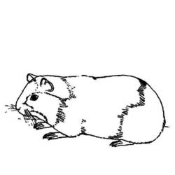 Dessins à colorier: Cochon dinde - Coloriages à Imprimer Gratuits