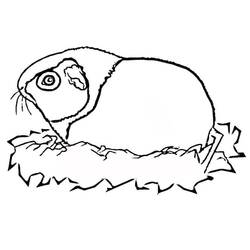 Coloriage Cochon dinde (Animaux) #211125 à imprimer et colorier