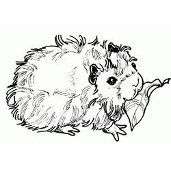 Coloriage Cochon dinde (Animaux) #211127 à imprimer et colorier