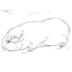 Coloriage Cochon dinde (Animaux) #211132 à imprimer et colorier