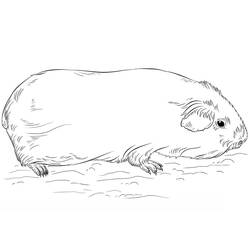 Coloriage Cochon dinde (Animaux) #211133 à imprimer et colorier