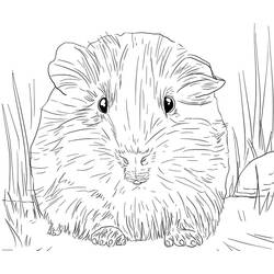 Coloriage Cochon dinde (Animaux) #211135 à imprimer et colorier