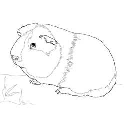 Coloriage Cochon dinde (Animaux) #211142 à imprimer et colorier