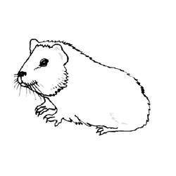 Coloriage Cochon dinde (Animaux) #211150 à imprimer et colorier