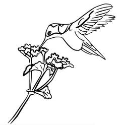 Coloriage Colibri (Animaux) #208584 à imprimer et colorier