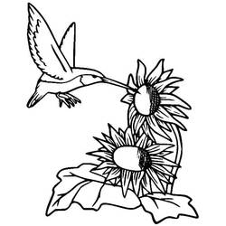 Coloriage Colibri (Animaux) #208591 à imprimer et colorier