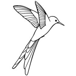 Coloriage Colibri (Animaux) #208599 à imprimer et colorier