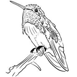 Coloriage Colibri (Animaux) #208603 à imprimer et colorier