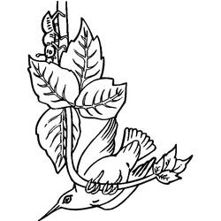 Coloriage Colibri (Animaux) #208616 à imprimer et colorier
