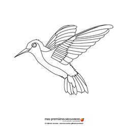 Dessin à colorier: Colibri (Animaux) #3797 - Coloriages à imprimer