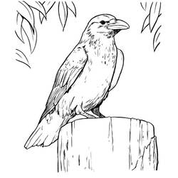 Coloriage Corbeau (Animaux) #209008 à imprimer et colorier