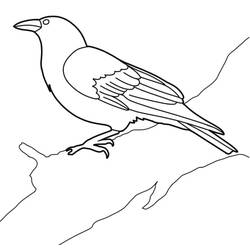 Coloriage Corbeau (Animaux) #209012 à imprimer et colorier