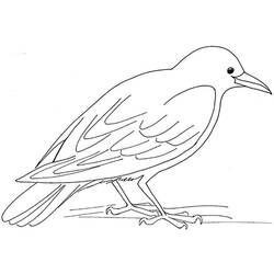 Coloriage Corbeau (Animaux) #209013 à imprimer et colorier