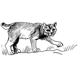 Dessin à colorier: Cougar (Animaux) #4421 - Coloriages à Imprimer Gratuits