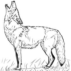 Coloriage Coyote (Animaux) #207093 à imprimer et colorier