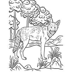 Coloriage Coyote (Animaux) #207113 à imprimer et colorier