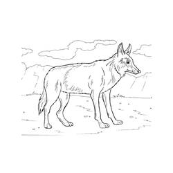 Coloriage Coyote (Animaux) #207114 à imprimer et colorier