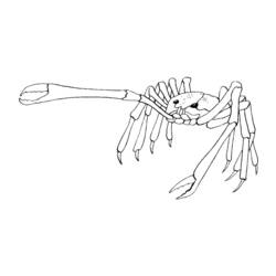 Dessin à colorier: Crabe (Animaux) #4714 - Coloriages à Imprimer Gratuits