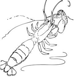 Coloriage Crevette (Animaux) #208547 à imprimer et colorier