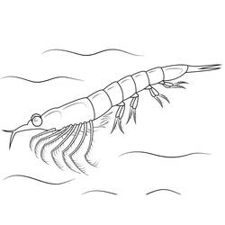 Coloriage Crevette (Animaux) #208552 à imprimer et colorier
