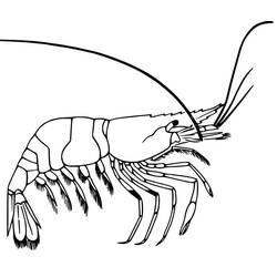 Coloriage Crevette (Animaux) #208553 à imprimer et colorier