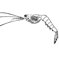 Coloriage Crevette (Animaux) #208554 à imprimer et colorier