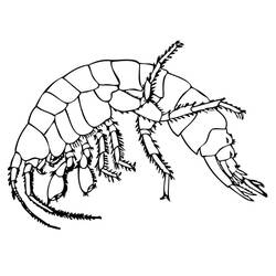 Coloriage Crevette (Animaux) #208561 à imprimer et colorier