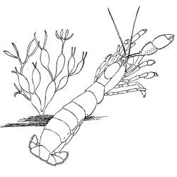 Coloriage Crevette (Animaux) #208564 à imprimer et colorier