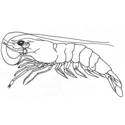 Coloriage Crevette (Animaux) #208566 à imprimer et colorier