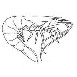Coloriage Crevette (Animaux) #208568 à imprimer et colorier