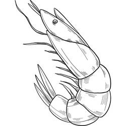 Coloriage Crevette (Animaux) #208569 à imprimer et colorier