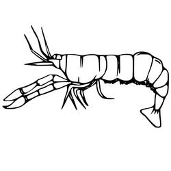 Coloriage Crevette (Animaux) #208573 à imprimer et colorier
