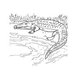 Coloriage Crocodile (Animaux) #179020, dessin gratuit prêt à imprimer
