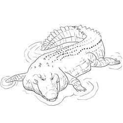 Coloriage Crocodile (Animaux) #217072 à imprimer et colorier