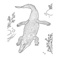 Coloriage Crocodile (Animaux) #217073 à imprimer et colorier