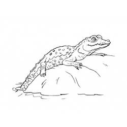 Dessin à colorier: Crocodile (Animaux) #4808 - Coloriages à Imprimer Gratuits