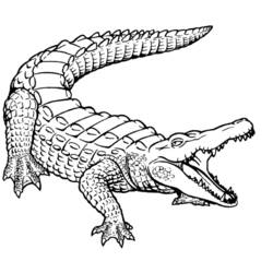 Dessin à colorier: Crocodile (Animaux) #4840 - Coloriages à Imprimer Gratuits