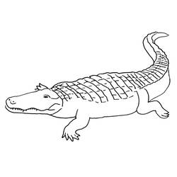 Dessin à colorier: Crocodile (Animaux) #4950 - Coloriages à Imprimer Gratuits