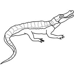 Dessin à colorier: Crocodile (Animaux) #4972 - Coloriages à Imprimer Gratuits