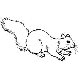 Dessin à colorier: Écureuil (Animaux) #6110 - Coloriages à Imprimer Gratuits