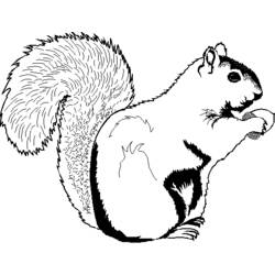Dessin à colorier: Écureuil (Animaux) #6118 - Coloriages à Imprimer Gratuits