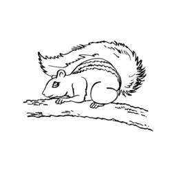 Dessin à colorier: Écureuil (Animaux) #6173 - Coloriages à Imprimer Gratuits