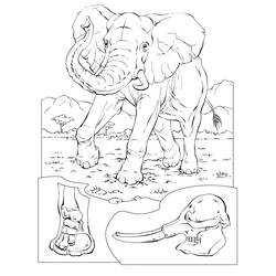 Coloriage Éléphant (Animaux) #216840 à imprimer et colorier