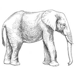 Dessin à colorier: Éléphant (Animaux) #6366 - Coloriages à imprimer